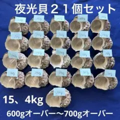 2026年最新】ヤコウガイの人気アイテム - メルカリ