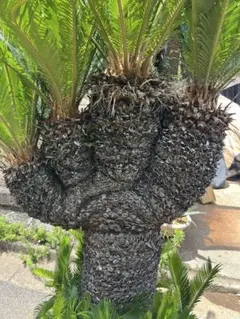 ソテツ　獅子蘇鉄　雌　希少　レア 獅子蘇鉄 爆誕  琉球盆栽 - RYUKYU BONSAI - Crest. Cycas