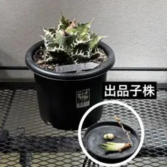 2026年最新】カクタスグリーン アガベの人気アイテム - メルカリ