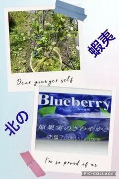 ☆令和8年 生ブルーベリー☆農薬不使用 5㌔ まんまる様専用 - メルカリ