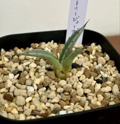 2月入荷 アガベ ジェントリー ジョーズ gentryi Jaws 種子 50粒 Agave gentryi Jaws アガベ ジェントリー ジョーズ 種子50粒 2月入荷