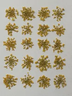 押し花】 50枚 菜の花 （6） - メルカリ