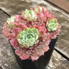 多肉植物 エケベリア カット苗 6苗セット シャーロットローズ等 シャーロットローズ エケベリア | 多肉植物カット苗の通販