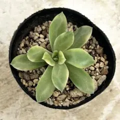 2026年最新】多肉植物 ミニベル錦の人気アイテム - メルカリ