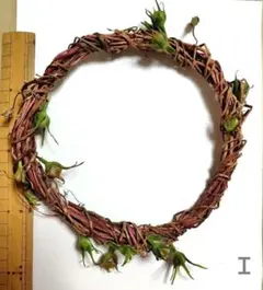 朝顔のツル　リース　1組