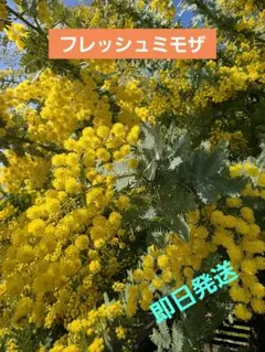 明日2/17発送　フレッシュミモザ
