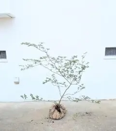 2025年最新】山採り ヤマツツジの人気アイテム - メルカリ