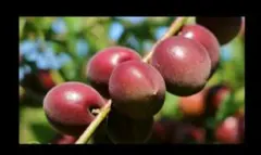 紫小梅1キロ