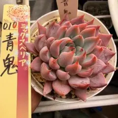 ⑭大きめ3鬼! 桜鬼❣️青鬼❣️赤鬼❣️発根済み おらいさん苗 メルカリ便送料込 2026年最新】おらいさん苗 赤鬼の人気アイテム - メルカリ