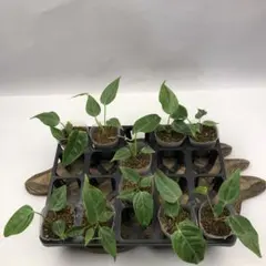 2026年最新】anthurium veitchiiの人気アイテム - メルカリ