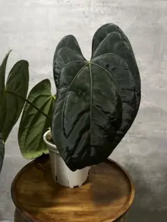 2025年最新】アンスリウムの人気アイテム - メルカリ