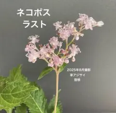 クサアジサイ　山野草　花苗　花芽付き　3枚目現品　ネコポスのサムネイル
