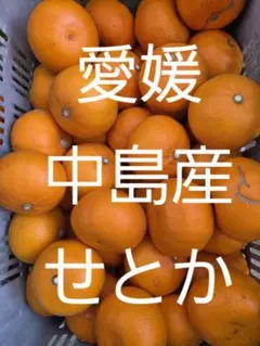 熊本産紅色不知火デコポン良品 熊本産紅色不知火デコポン良品 - メルカリ