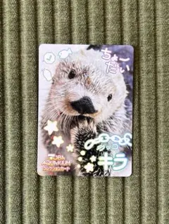 最終値下げ！鳥羽水族館 コレクションカード 70周年記念ラッコ キラ