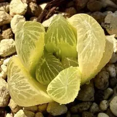 し*す様 月夜オブツーサ錦　超美株　ハオルチア　観葉植物　25