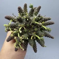 Euphorbia gatbergensis ユーフォルビア ガトベルゲンシス - メルカリ