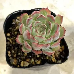NEW❗️662多肉植物 エケベリア ドリームローズ 抜き苗 4苗セット