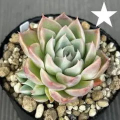 ミックスベリア 青鬼 抜き苗 多肉植物 札なし - メルカリ