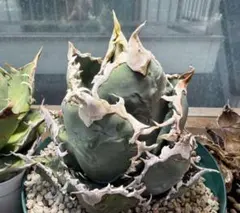 2026年最新】アガベ チタノタ ノーネームの人気アイテム - メルカリ