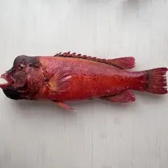 2025年最新】魚の剥製の人気アイテム - メルカリ