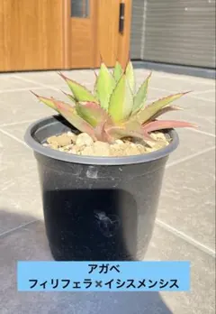 2026年最新】アガベハイブリッドの人気アイテム - メルカリ