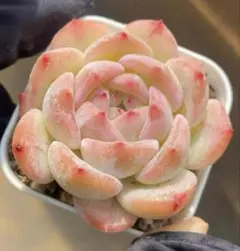 新入荷　白桃珊瑚　エケベリア　多肉植物　I苗のサムネイル