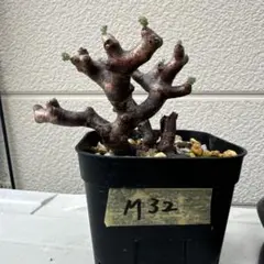 m10早い者勝ち！ ベアルート株　ペラルゴニウム ミラビレ m10早い者勝ち！ ベアルート株 ペラルゴニウム ミラビレ - メルカリ