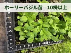 ホーリーバジル 苗 10株以上 ガパオ ポットごと発送 匿名配送のサムネイル