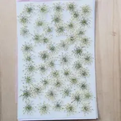 押し花訳ありレースフラワー50枚