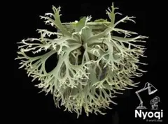 2025年最新】JeNny tcの人気アイテム - メルカリ