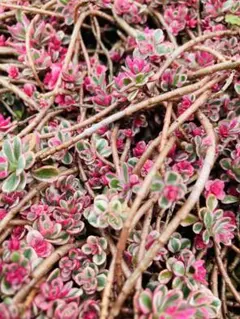 A 多肉植物 セダム ☆トリカラー☆ 抜き苗 - メルカリ