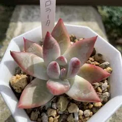 SSSさん苗宮田コロラータ×アウテンティカ札付きポットごとメルカリ便 2025年最新】コロラータの人気アイテム - メルカリ