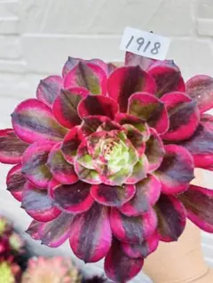 28#多肉植物アエオニウム錦❤️銅花順錦❤️1大頭3-4子芽15cm拔き苗