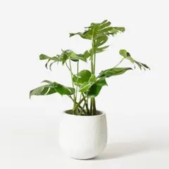 ACTUS　プランターカバー（鉢カバー）と木製スタンドのセットのサムネイル