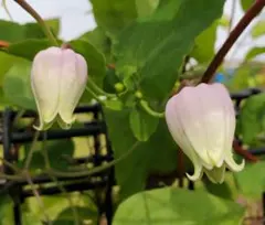 tokotoko様 リクエスト 2点 まとめ商品