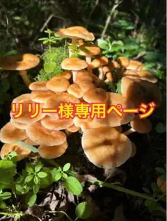 リリー様専用ページ