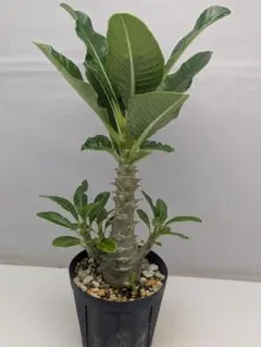 2025年最新】ウィンゾリーの人気アイテム - メルカリ