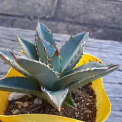 よし様 リクエスト 3点 まとめ商品