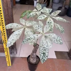 レア♡パキラ♡ミルキーウェイ♡接木♡6号♡お鉢ごとメルカリ便で レア♡パキラ♡ミルキーウェイ♡接木♡6号♡お鉢ごとメルカリ便