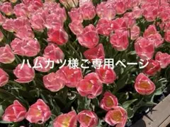 ハムカツ様ご専用ページ