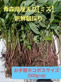 青森県産天然[ミズ]　お手軽ネコポスサイズ　500g+αのサムネイル
