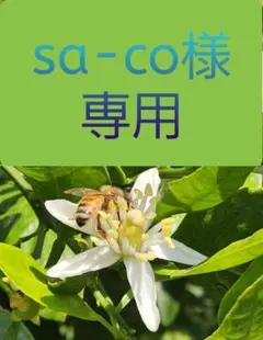 [sa-co様専用]和歌山有田産不知火 家庭用Lサイズ10kg