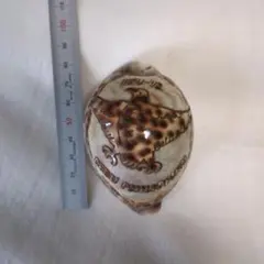 【希少】フィリピン　Philippine 貝殻　　土産 希少】フィリピン Philippine 貝殻 土産 希少】フィリピン