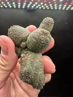 ブラックパンサーセットyuya7785様 リクエスト 2点 まとめ商品