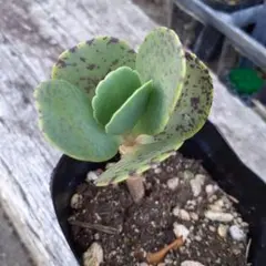 きせき様 リクエスト 3点 まとめ商品