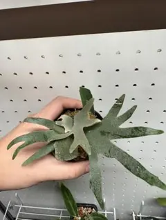 2025年最新】ビカクシダ omgの人気アイテム - メルカリ