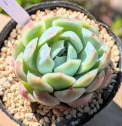 288.多肉植物 七福神 抜き苗 - メルカリ