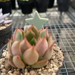 2026年最新】ざわわ 多肉の人気アイテム - メルカリ