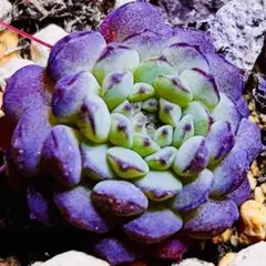 レインドロップス錦 多肉植物 エケベリア 韓国苗 カット苗 現品 - メルカリ