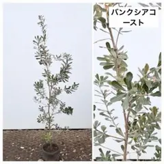 sakupapa23さん専用 フェイジョア クーリッジ/87 - メルカリ
